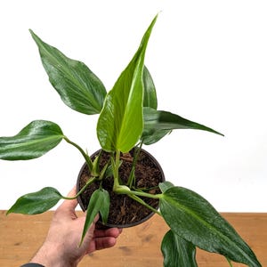 May include: A white ceramic mug with a black handle and the text "But First, Coffee" in a black, handwritten-style font. The mug is on a white surface.