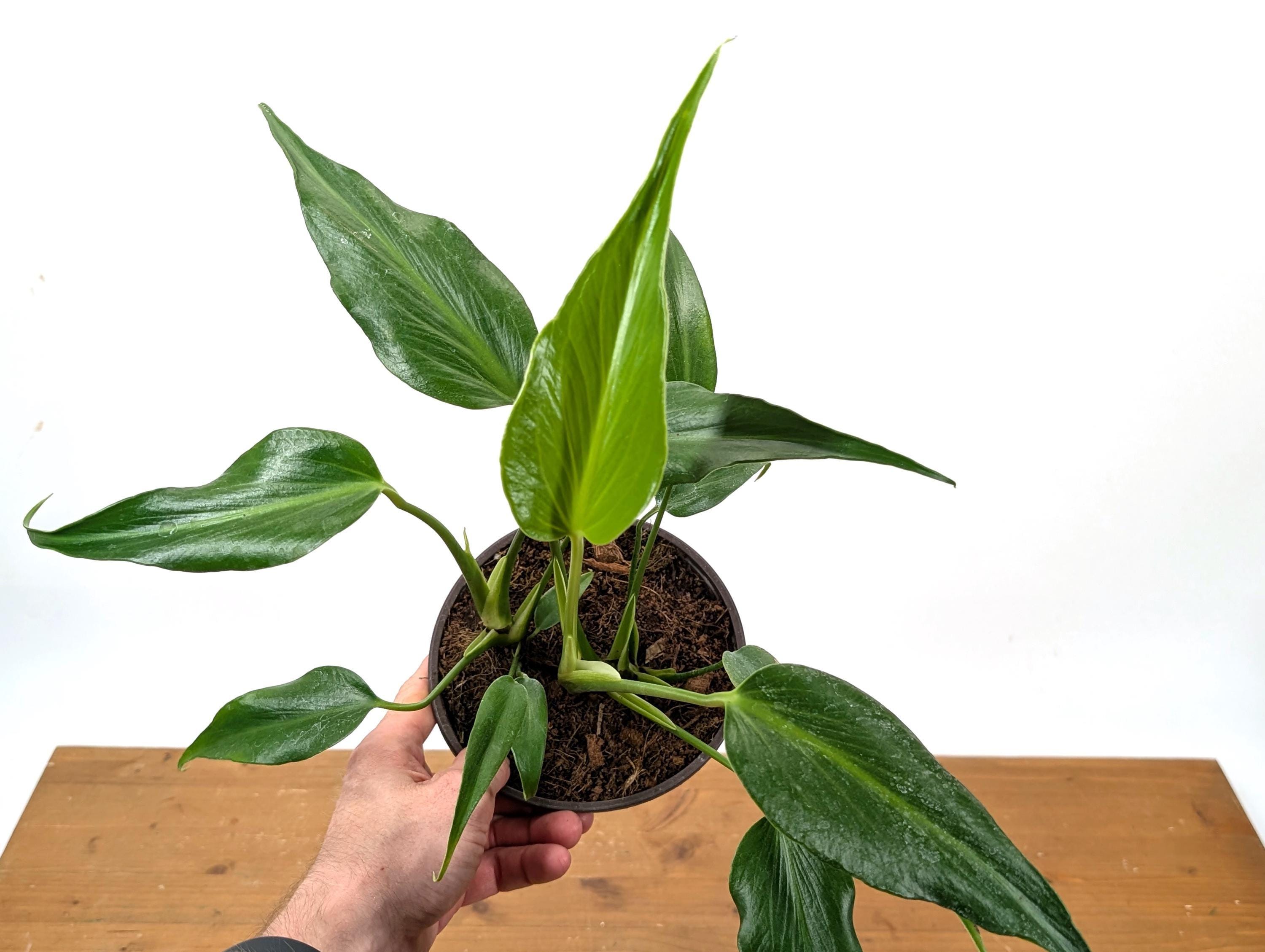 variegated spider plants Spider Plant main image 0