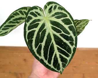 Anthurium Silver Blush 4 Inch Pot