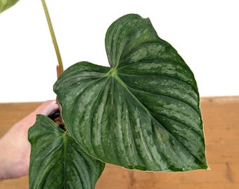 Philodendron Sodiroi - 4 inch pots