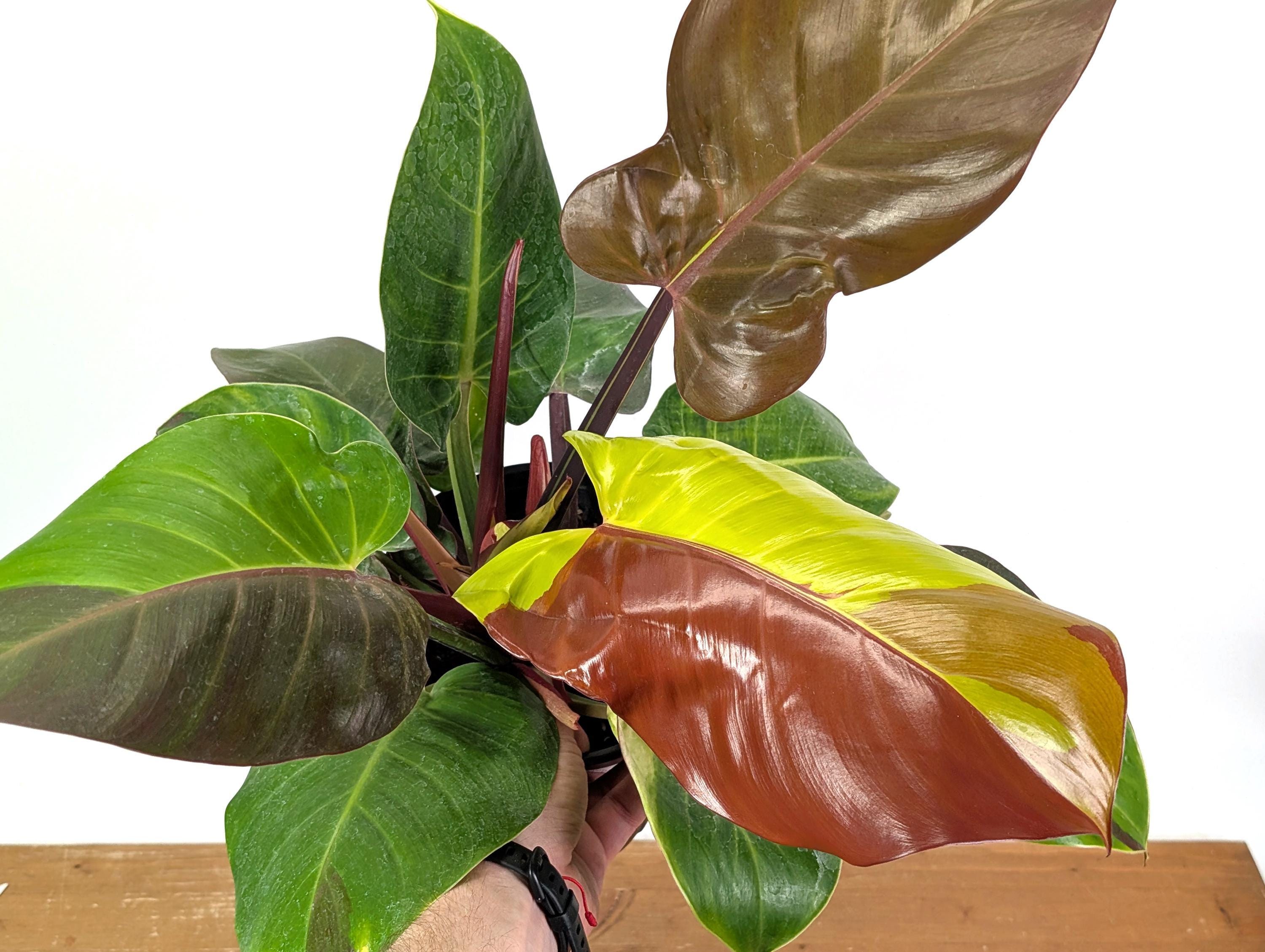 Philodendron Yellow Flame - 4