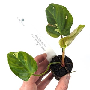 Variegated Philodendron Fuzzy Petiole Starter Plants Exact Plant image 6
