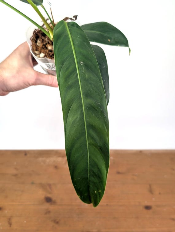 Philodendron Patriciae - Multiple Sizes Available - Etsy