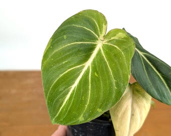 Philodendron Gloriosum Variegated Sport
