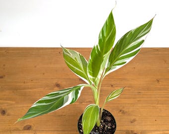Musa Florida Variegated Banana Tree  - Over 1,000 sold