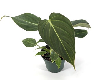 Philodendron Glorious in 3 Inch Pot - Starter Plant - FREE Shipping Eligible