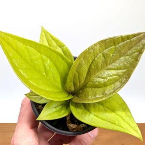 Anthurium Golden Jemnamii - 4&quot; Pots