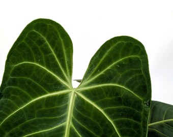 alocasia zebrina pfeilblatt Pfeilblatt Alocasia Zebrina Höhe 70 Elefan Zimmerpflanze Ø21cm