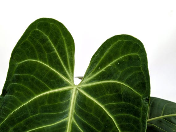 Anthurium Warocqueanum X Waterburyanum - Etsy