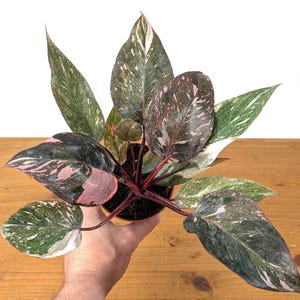 Philodendron Pink Princess Marble Galaxy - Pots de 10 et 15 cm - Plante rose très panachée
