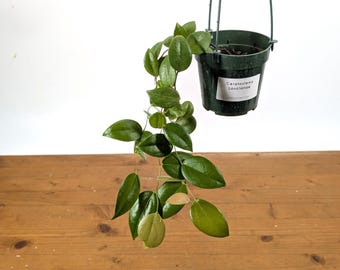 Ceratostema Loucianae 'Villosa' An Ecuadorian Pendulous Epiphytic Shrub - 4 Inch Pots
