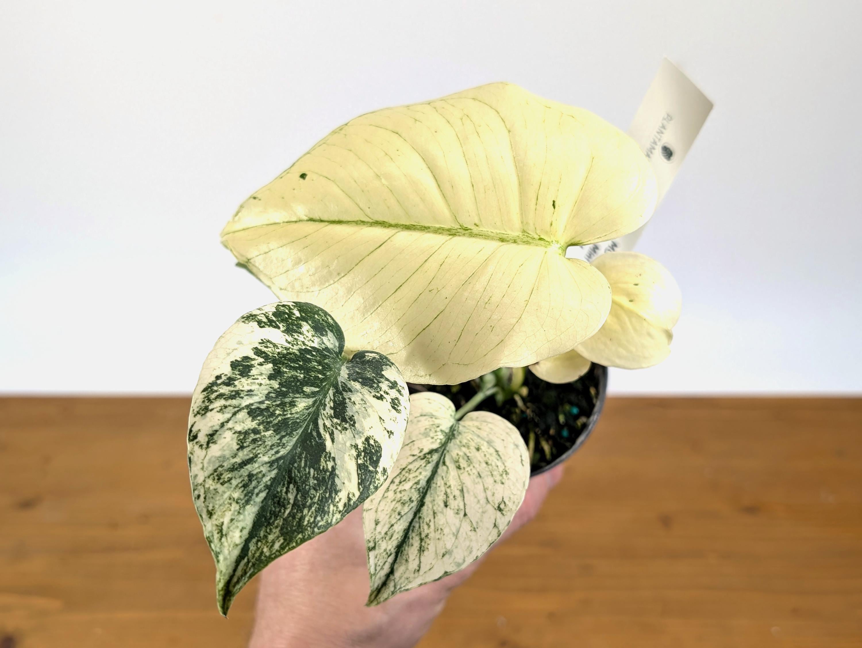 Monstera White Monster - Eye Catching All White Emergent Leaves - Etsy