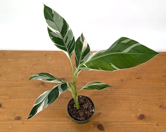 Variegated Banana Musa Florida - Grows Edible Fruit - Variegated Bananas! Can be grown as a Patio Container Plant or In Ground Outdoors