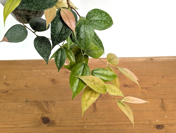 Ceratostema Zamorana 'neotropical Blueberry' - Edible Fruit