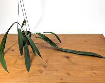 Anthurium Vittariifolium   - Long Strap Leaves