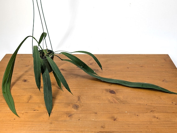 Anthurium Vittariifolium - Long Strap Leaves - Etsy
