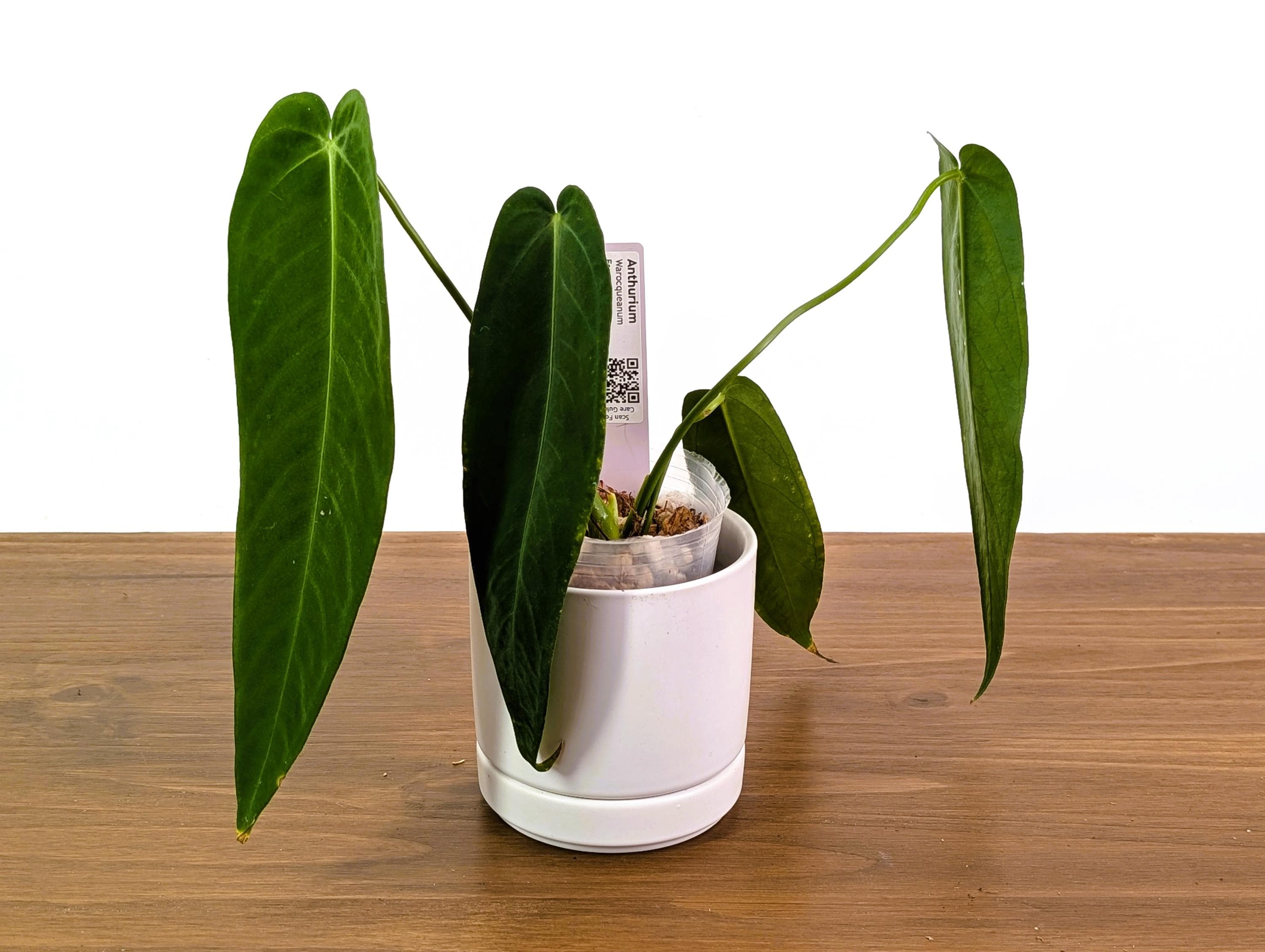 Anthurium Warocqueanum Esmeralda 'dark Queen' - Live Velvet Leaf