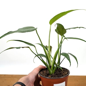 Monstera Burle Marx Flame - 4 inch or 6 inch pot