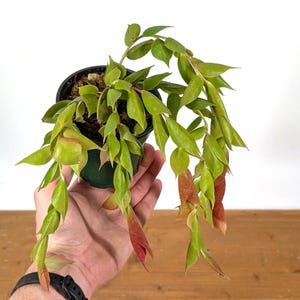 Ceratostema Gualaquizensis