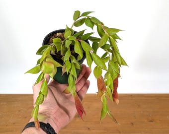 Ceratostema Doucettei - Assorted 4 Inch Pots - Etsy