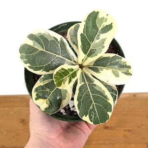 Variegated Fiddle Leaf Fig - Ficus Lyrata Variegated Rubber Tree in 3.5" Pot - Live Rare House Plant Indoors