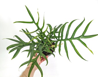 Philodendron Tortum - Live Air Purifying House Plant  6 inch Pot