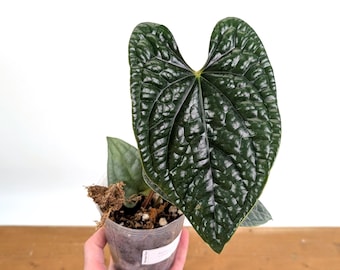 Anthurium Luxurians - assorted 4 inch and 6 inch pots