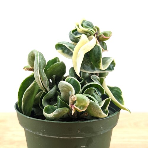 Variegated Hoya Hindu Rope Hoya Carnosa Compacta Variegata Etsy