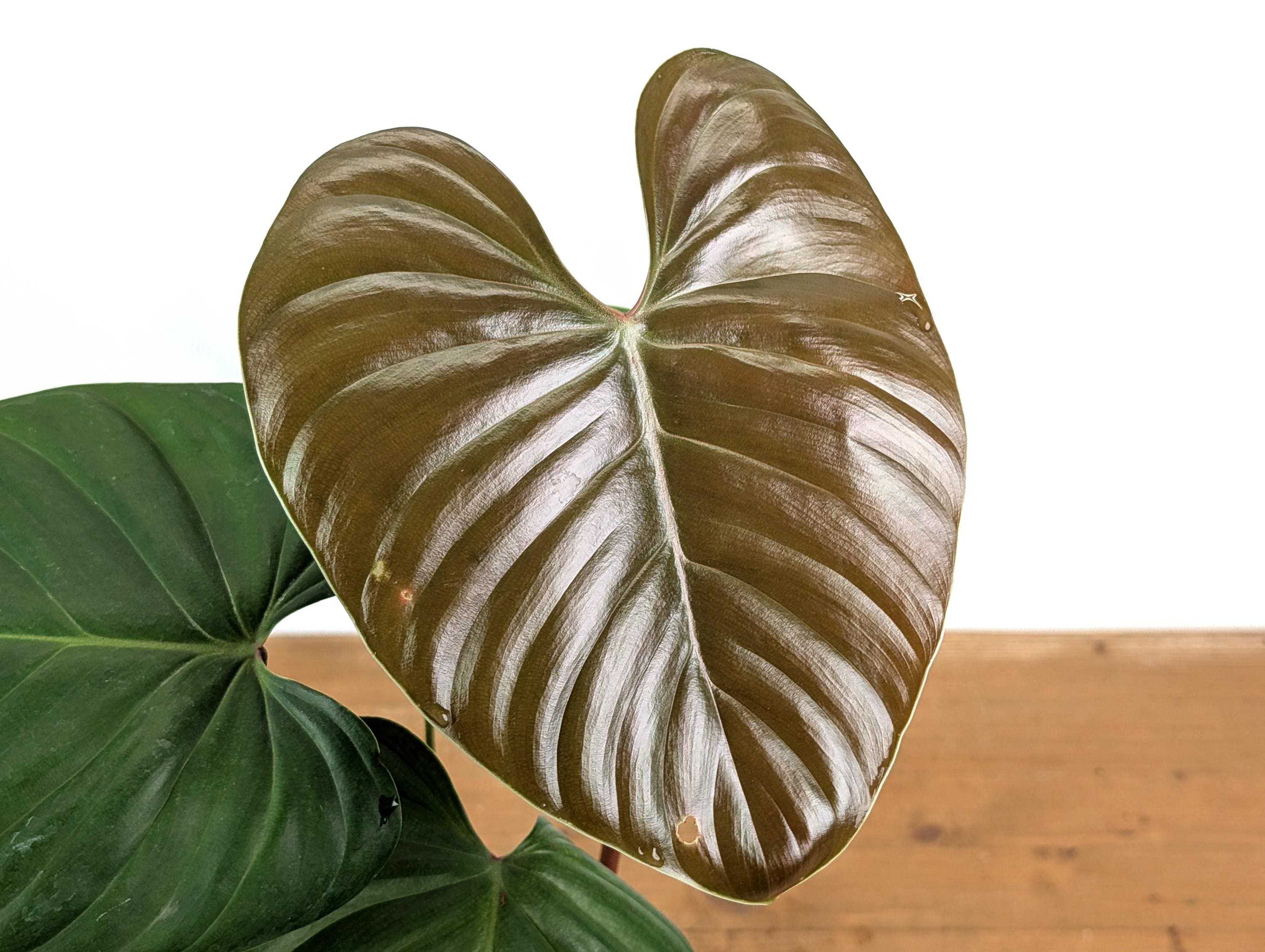 Philodendron Lynamii - Etsy