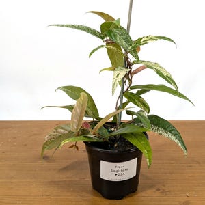 Ficus Sagittata Variegated Live Tropical Plant