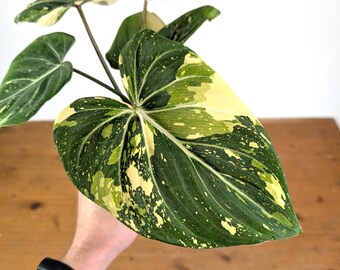 Philodendron Gloriosum Variegated (Type 2) - EXACT Plant #20F
