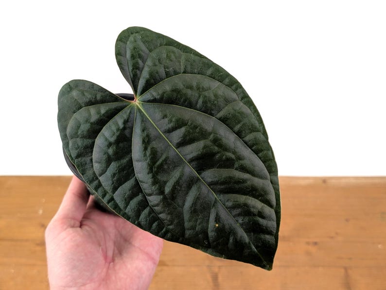 Plantamani Anthurium Amazon Diamond - Thumbnail 2