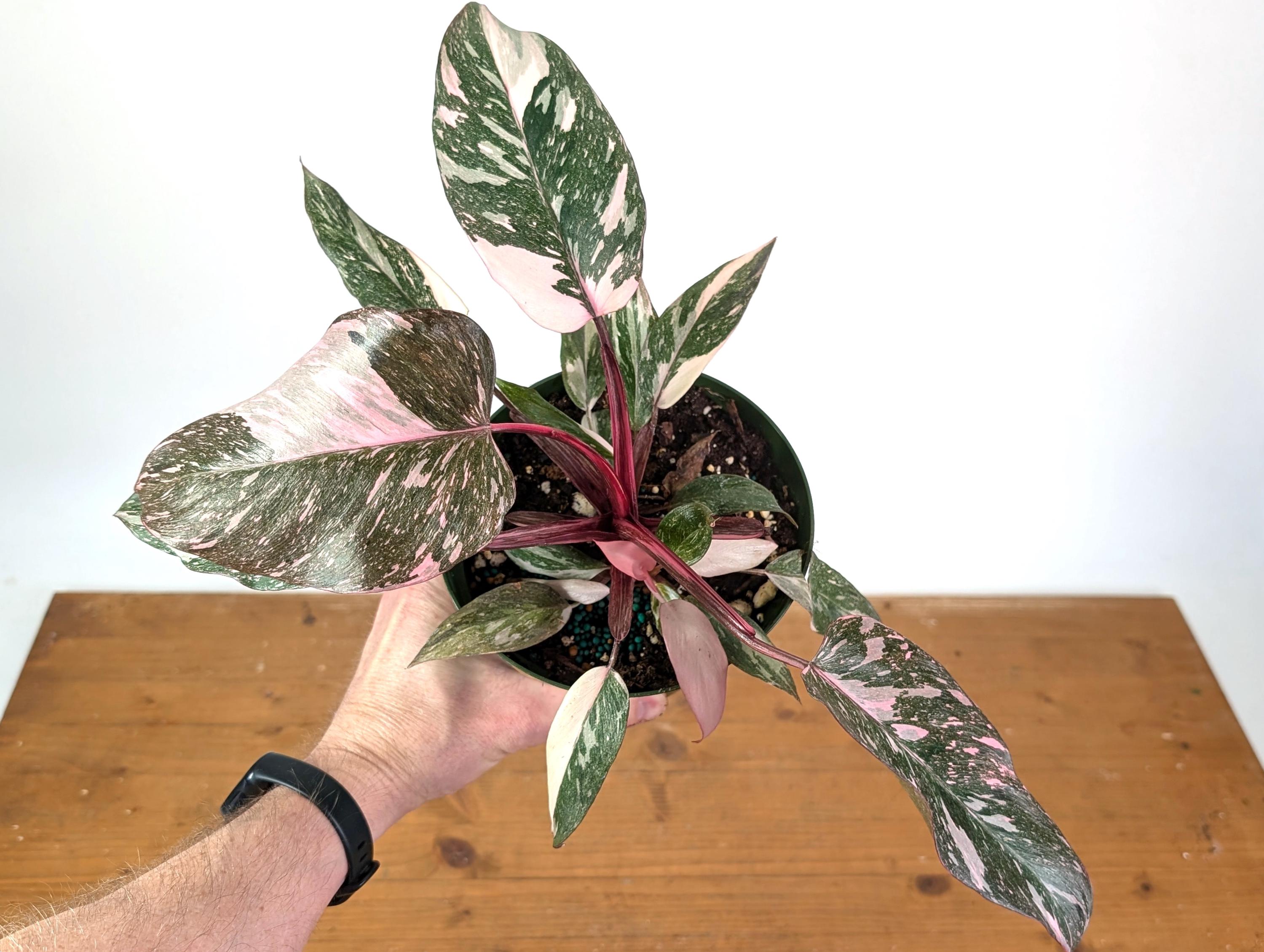Philodendron Pink Princess Marble Galaxy - 4 Inch and 6 Inch Pots