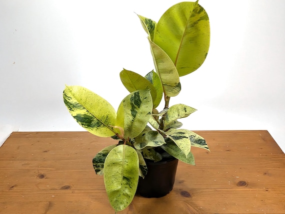 Ficus Shivereana Moonshine Rubber Tree Live Rare House Plant Indoors - Etsy