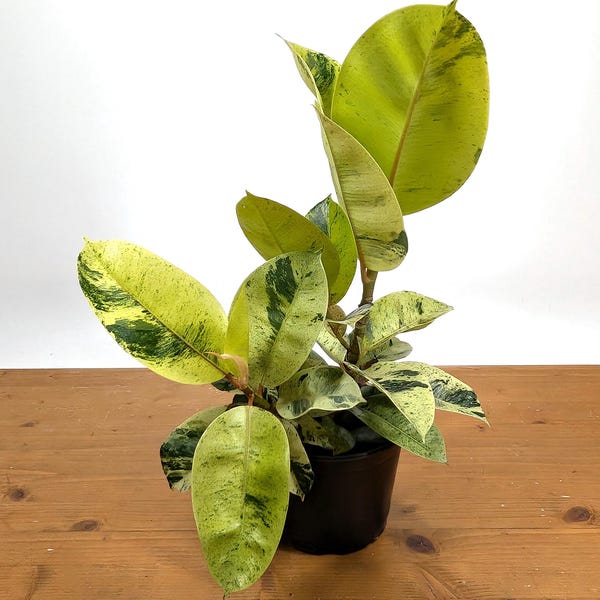 Ficus Shivereana Moonshine Rubber Tree Live Rare House Plant Indoors