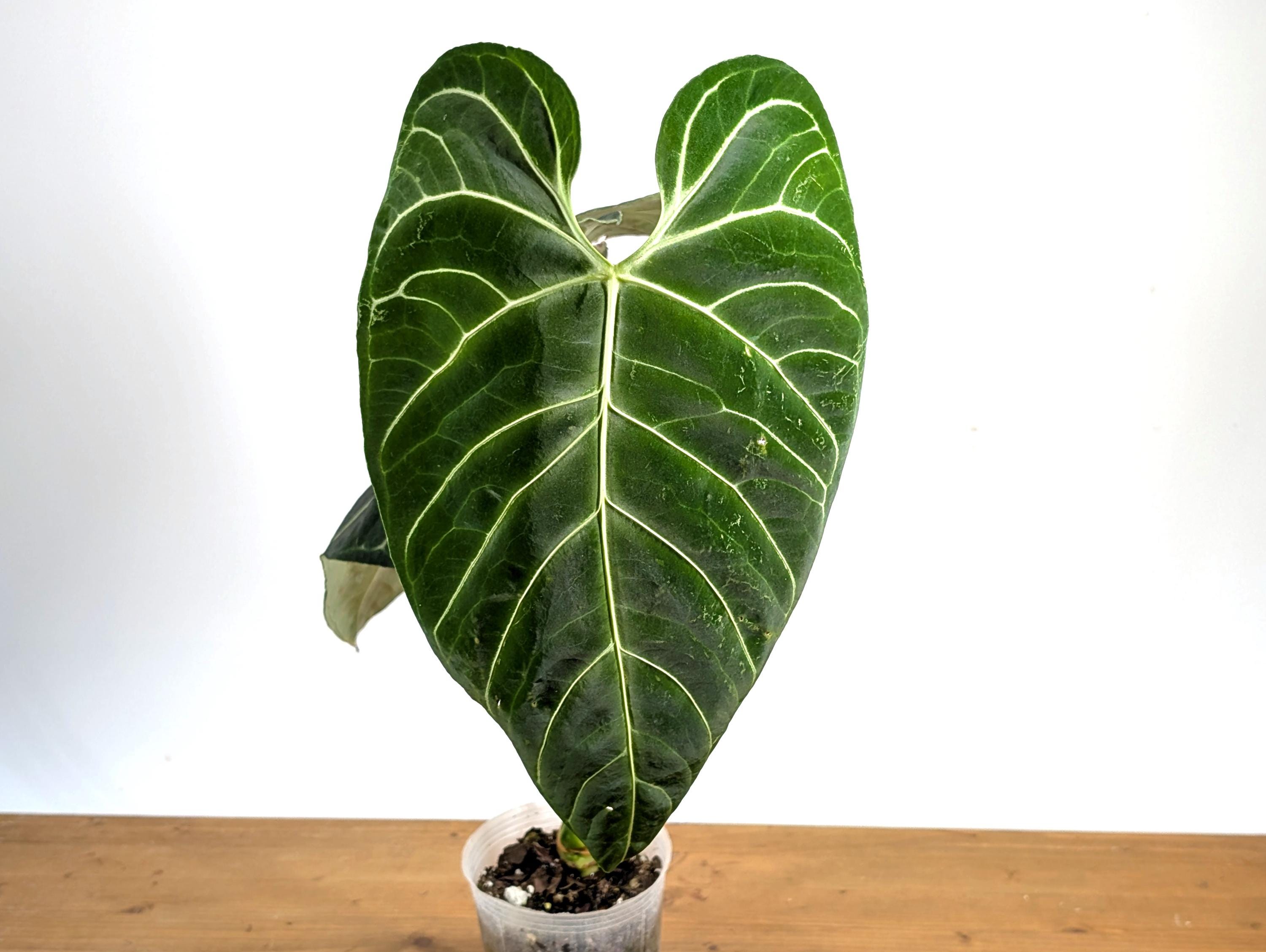 Anthurium Regale Assorted 4 Inch Pots & 6 Inch Pots - Etsy