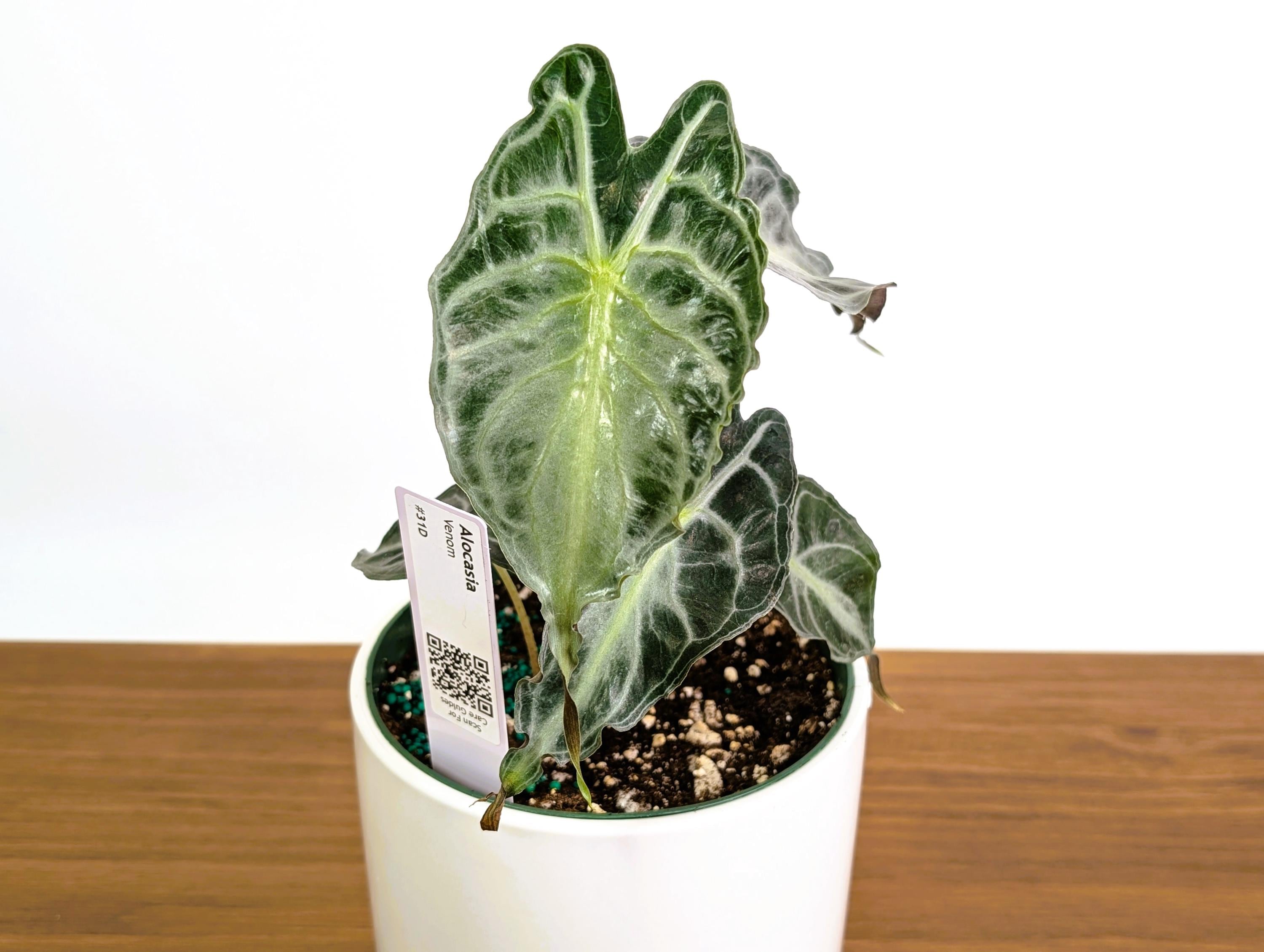 Alocasia Venom - 4 Inch and 6 Inch Pots - US Seller - Etsy
