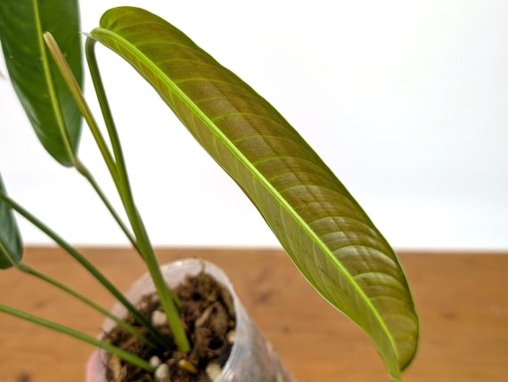 philodendron camouflage vs golden dragon Philodendron 'Golden Dragon'
