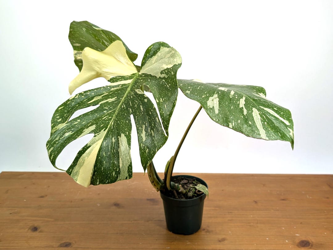 ⭐︎美株⭐︎ Monstera 'Thai Constellation' 4号 Monstera deliciosa 'Thai Constellation' 4