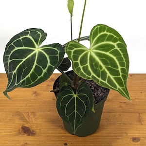 Anthurium Clarinervium 8-12" tall in 6 Inch Nursery Pot (4" pots also available)