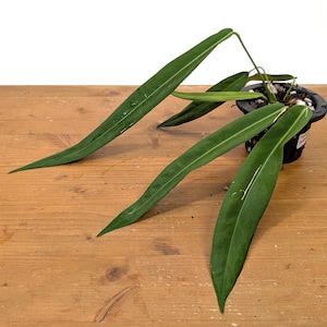 Anthurium Pallidiflorum - Strap Leaf Live Tropical Aroid Plant image 1