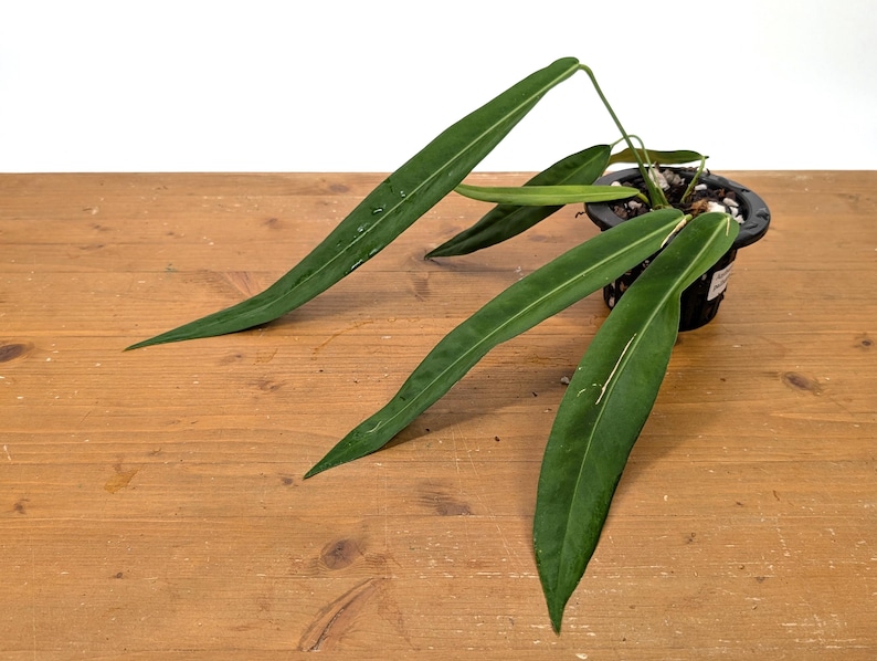 Anthurium Pallidiflorum - Strap Leaf Live Tropical Aroid Plant image 1