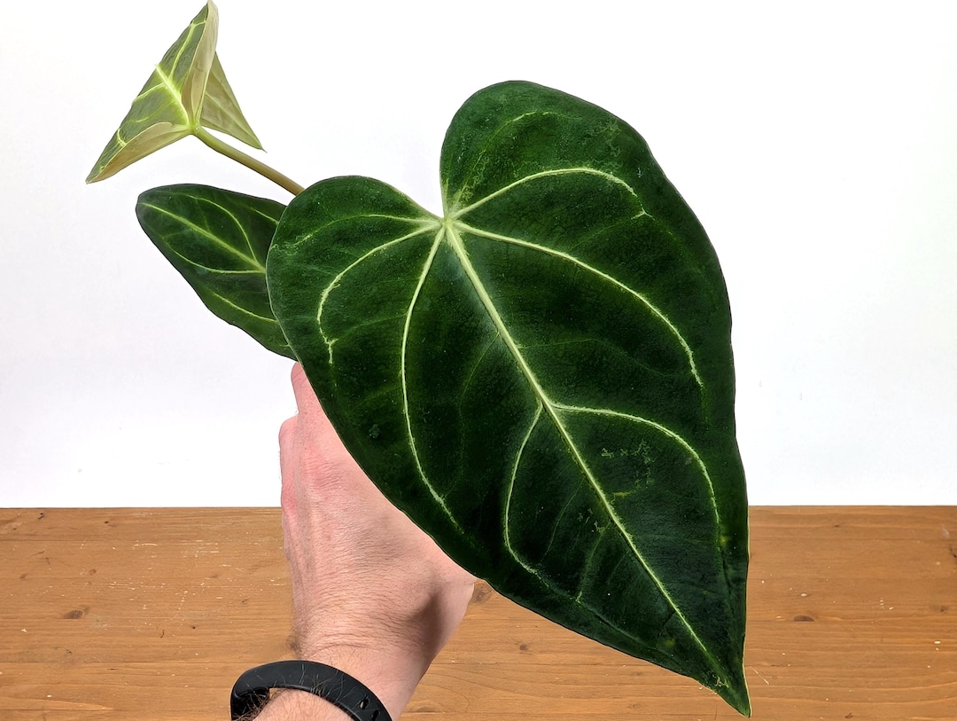 Anthurium Regale Pot Size: 4