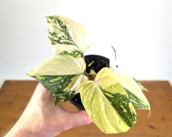 Philodendron Gloriosum Variegated (Type 2) - EXACT Plant #20E
