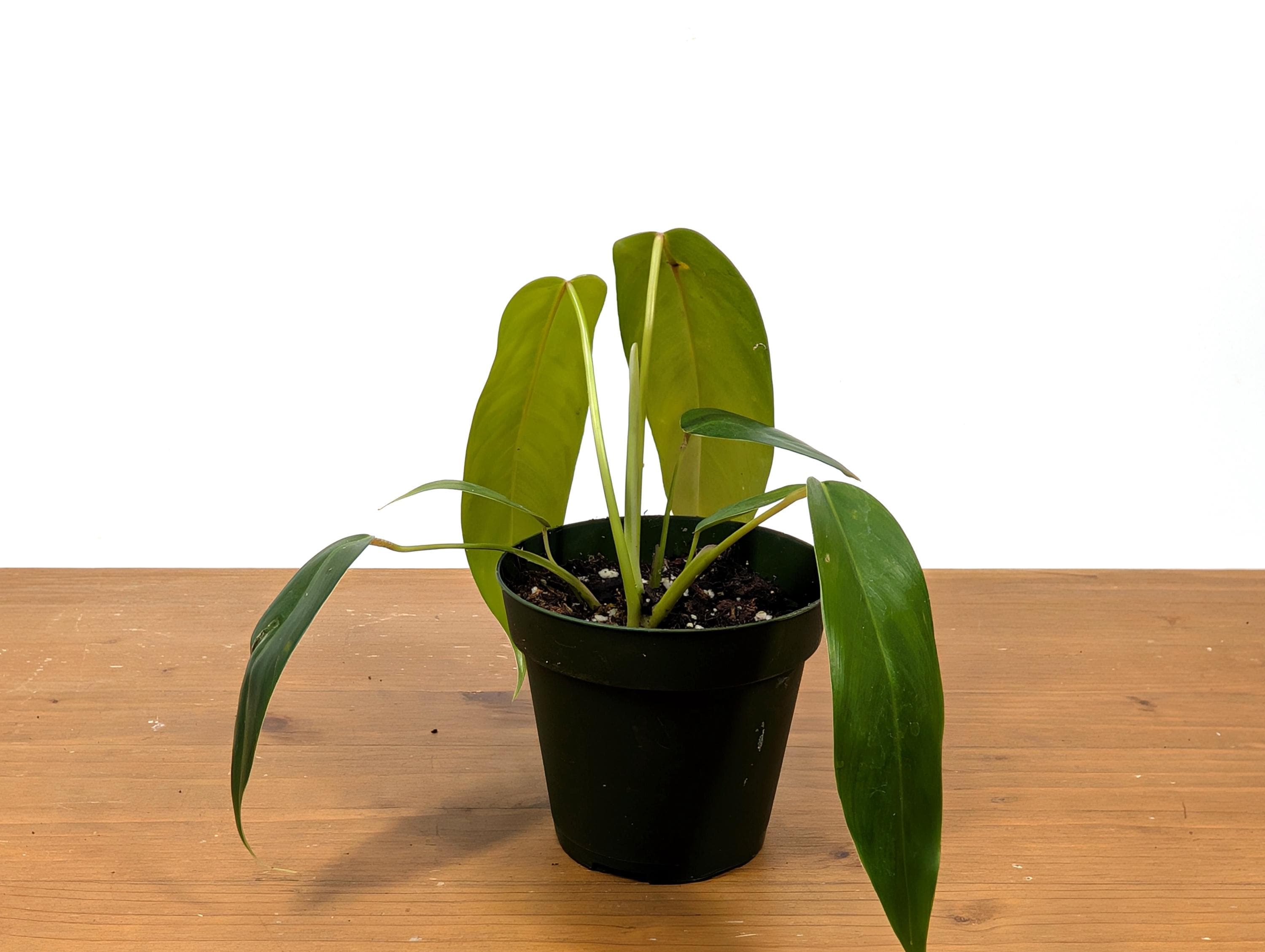 Philodendron Amazon Spirit (patriciae X Spiritus Sancti) - 4