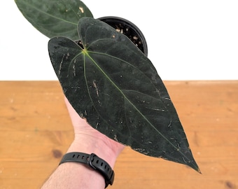 Anthurium Regale x Papillilaminum 'King of the Jungle' in 4" pot
