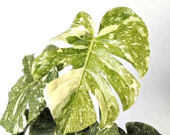 Blizzard Monstera Thai Constellation EXACT HIGH Variegation 8 inch Pot Live Tropical Airoid Plant - Perfect Houseplant Gift