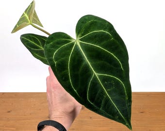 Anthurium Regale Live Plant: Majestic Aroid Hybrid, Unique Plant Gift - Etsy