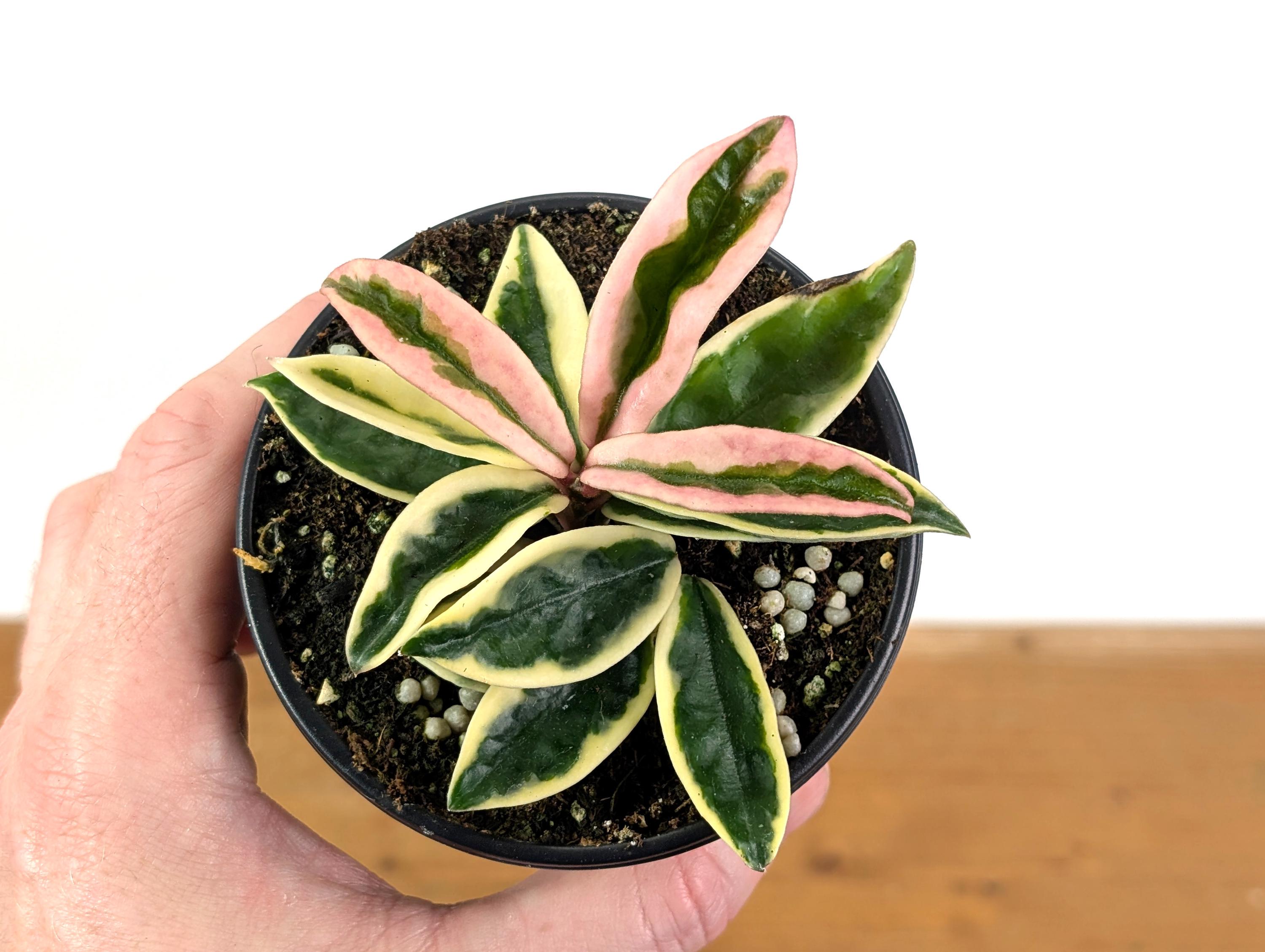 Hoya Carnosa Krinkle 8 Variegated - Etsy