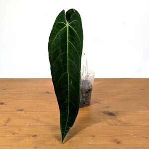 Zamora Queen ザモラクイーン　Anthurium アンスリウム　23 Zamora Queen ザモラクイーン Anthurium アンスリウム 23